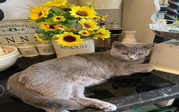 British Shorthair cats for sale: British shorthair kittens available 5 girls left  - Image 1
