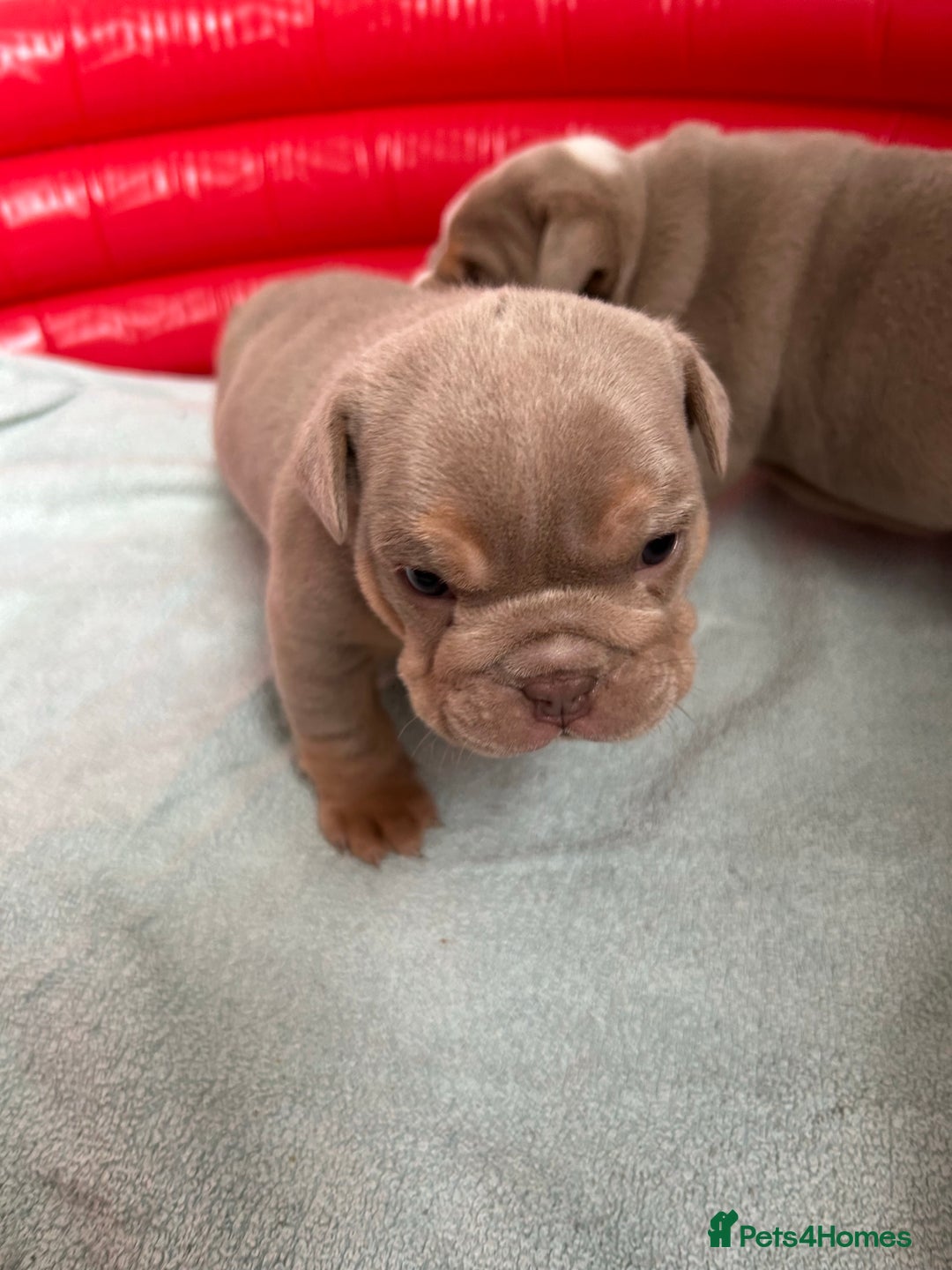 English Bulldog dogs for stud: Fully suited Lilac&Tan English Bulldog Stud😍🔥 in Pontyclun - Image 8