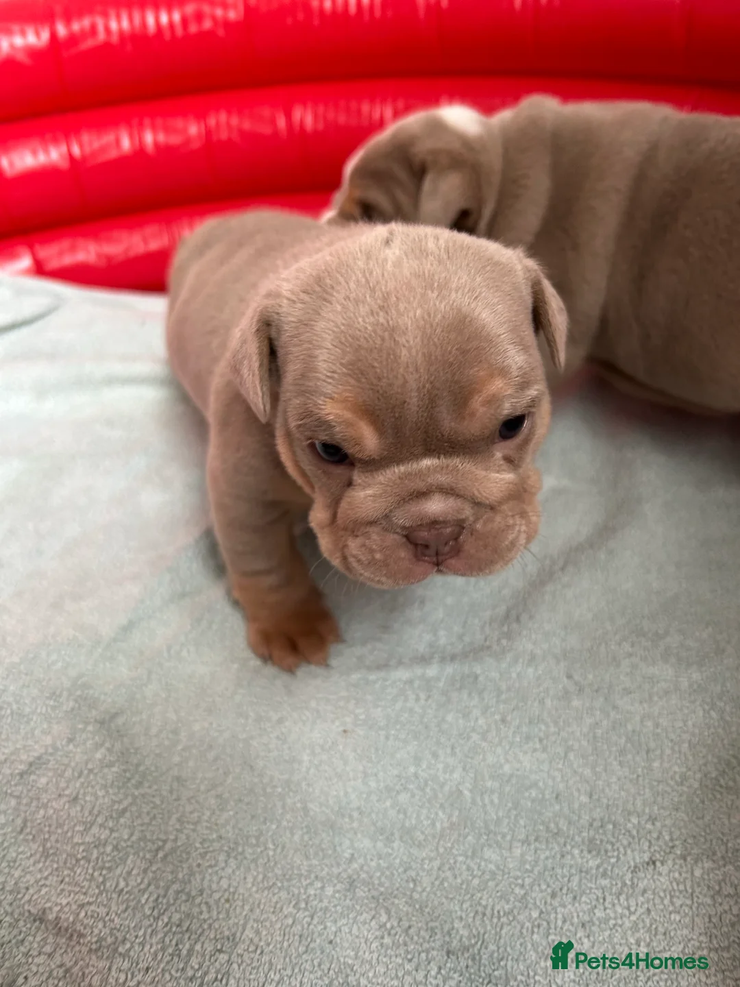 English Bulldog dogs for stud: Fully suited Lilac&Tan English Bulldog Stud😍🔥 in Pontyclun - Advert 8