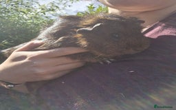 Guinea Pig rodents for sale: Beautiful ridgeback cross agouti breed  - Image 6