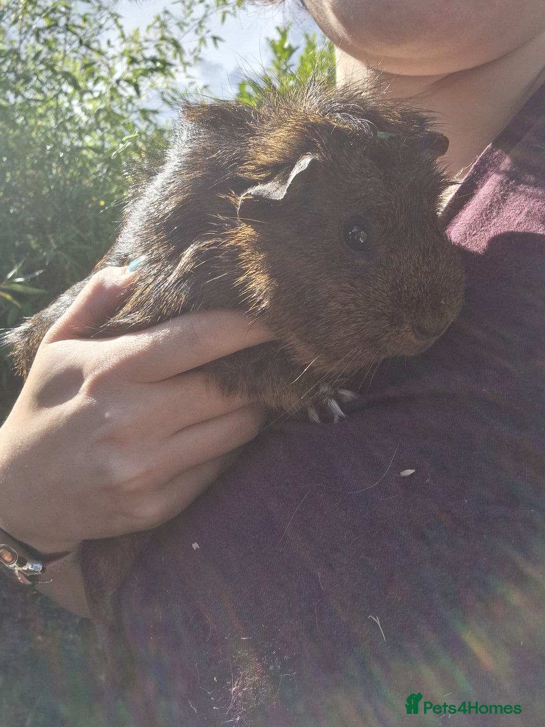 Guinea Pig rodents for sale: Beautiful ridgeback cross agouti breed  - Image 6