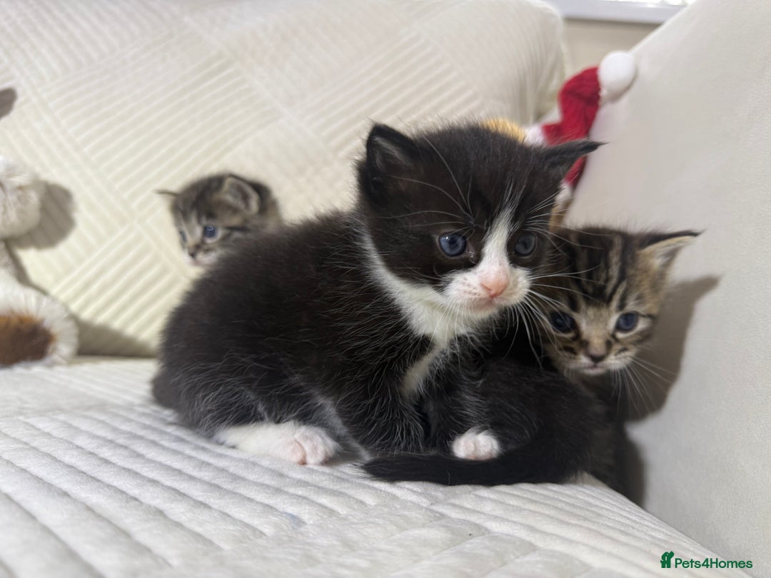 Mixed Breed cats for sale: Beautiful Ragdoll mixed kittens for Sale  - Advert 25