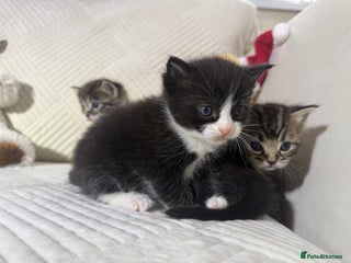 Mixed Breed cats Beautiful Ragdoll mixed kittens for Sale - Advert 4