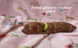 Cockapoo dogs for sale: Beautiful F1 Cockapoo puppies - Image 3