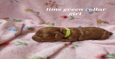 Cockapoo dogs - Advert 9