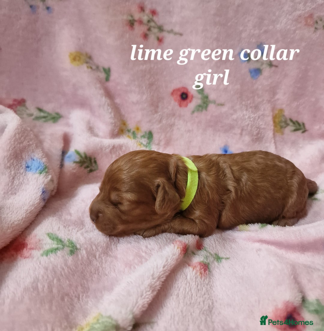 Cockapoo dogs for sale: Beautiful F1 Cockapoo puppies - Image 3