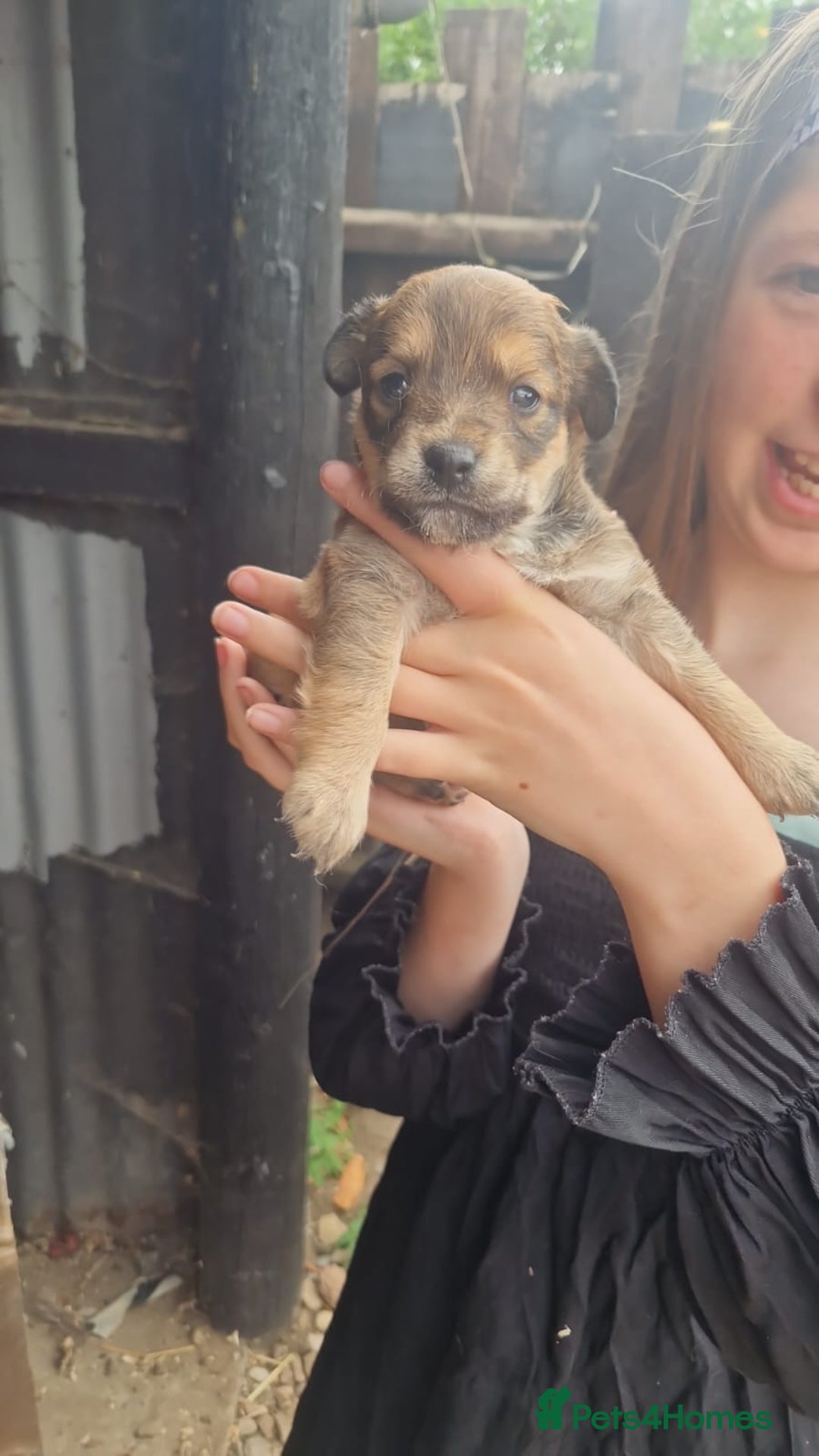 Mixed Breed dogs for sale: 2 female parson terrier x terrier mix - Image 1
