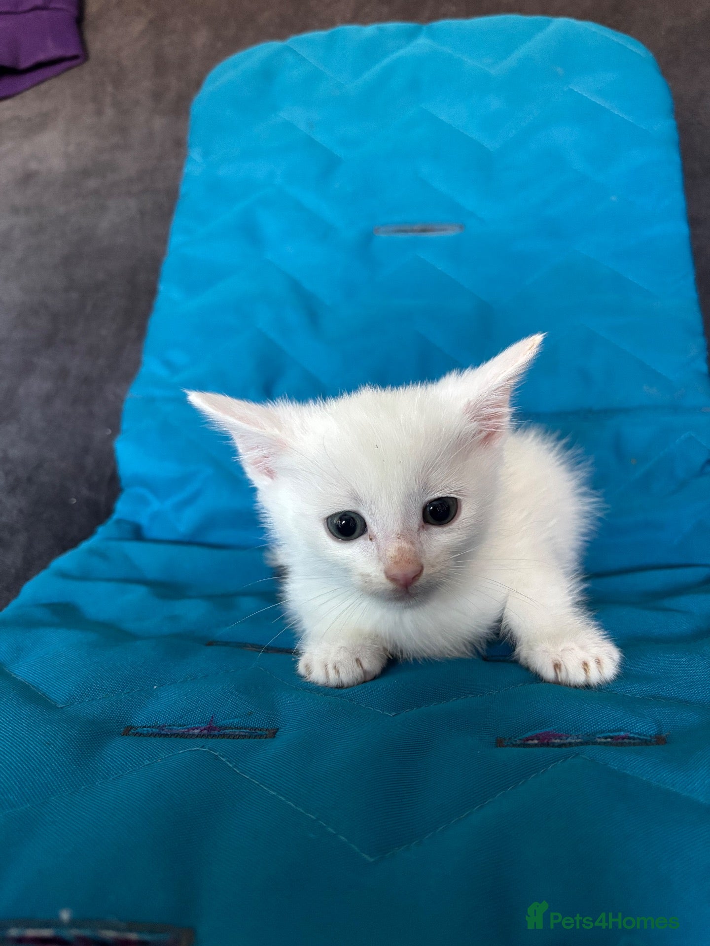 American Shorthair cats American shorthair babies  - Advert 2