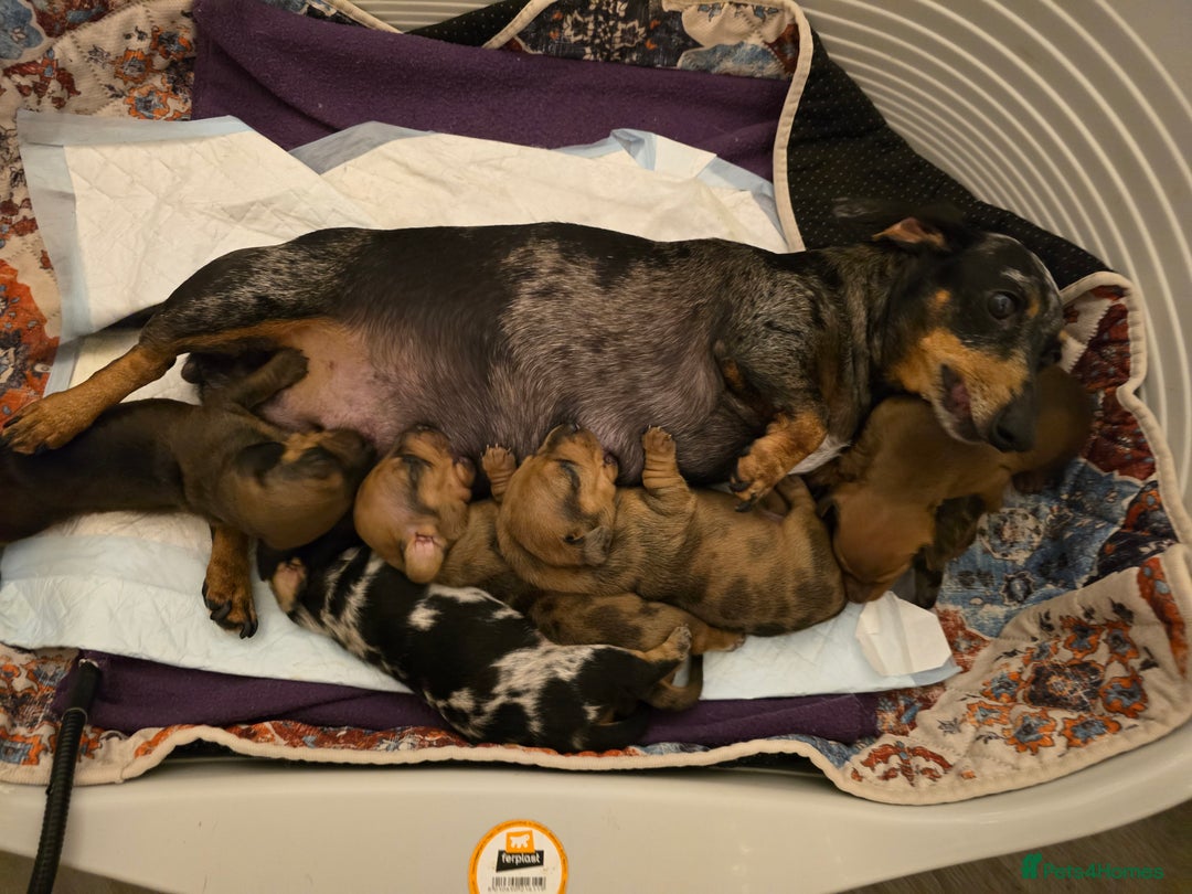 Miniature Dachshund dogs for sale: ✨5star✨ True miniatures, Licenced breeder, KC reg - Image 4
