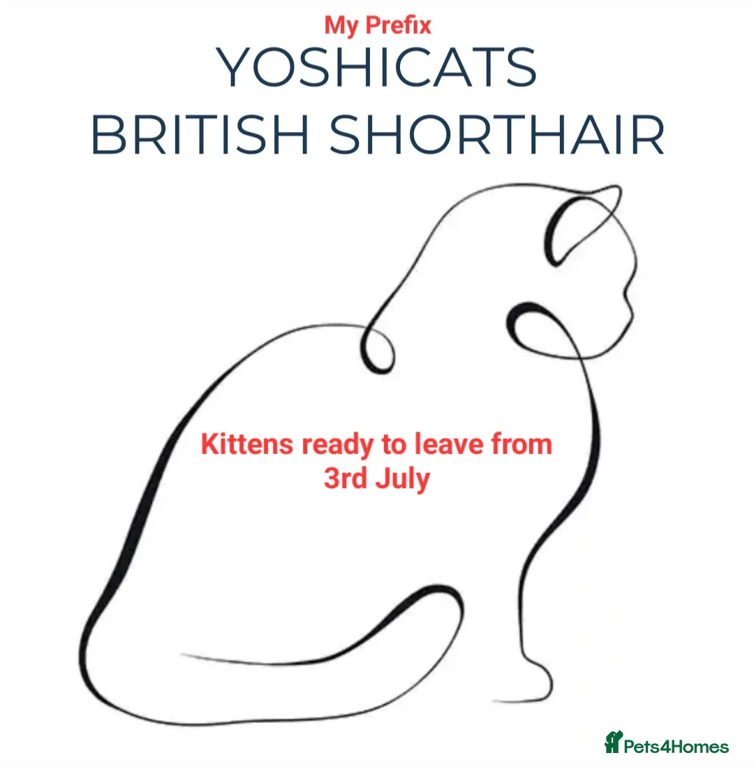 British Shorthair cats for sale: GCCF PEDIGREE BRITISH SHORTHAIR, BLUE - Advert 2