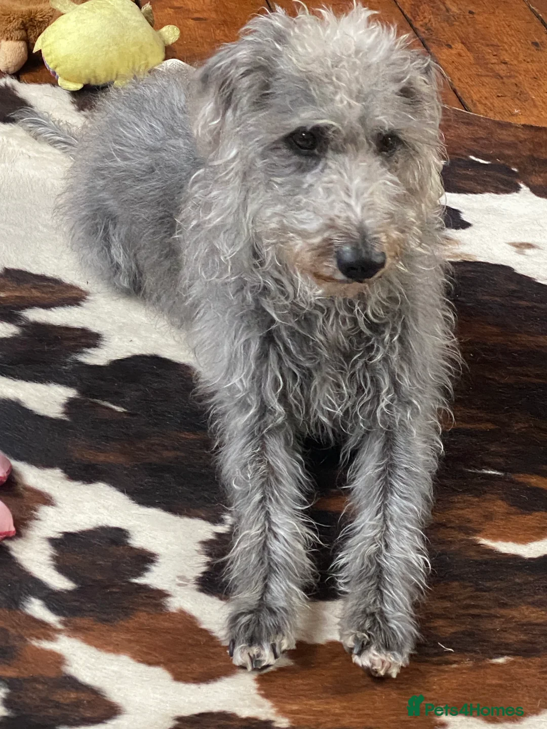 Bedlington Terrier dogs for stud: 3/4 Bedlington 1/4 Whippet Stunning boy for stud - Advert 15