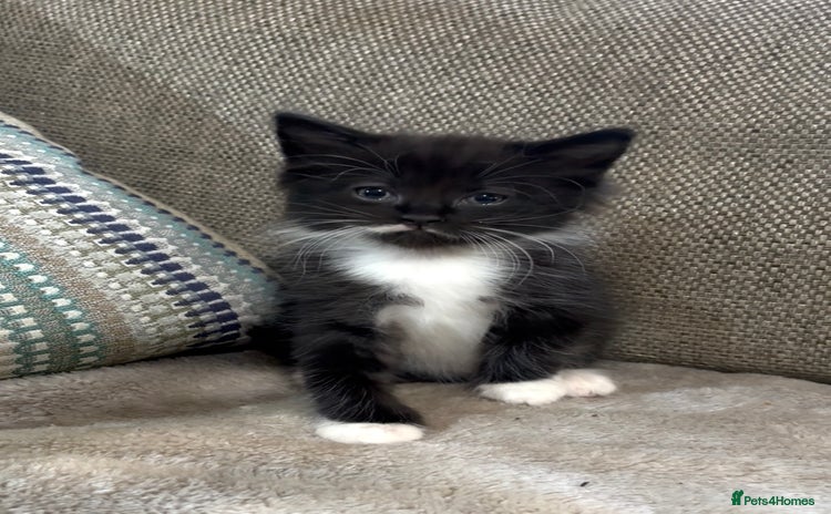 Mixed Breed cats - Advert 17