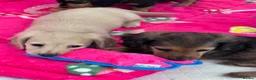 Miniature Dachshund dogs for sale: Miniature longhaired Dachshunds kc reg PRA clear - Advert 18