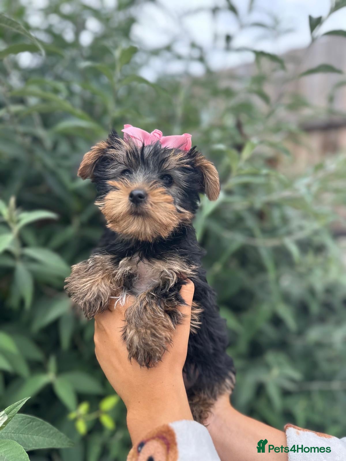 Yorkshire Terrier dogs for sale: Beautiful Yorkshire terrier puppy’s ready now - Advert 12