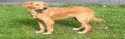 Golden Retriever dogs for sale: A BEAUTIFUL GOLDENDOODLE BOY - Advert 3