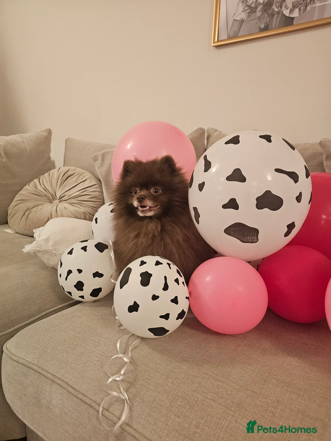 Pomeranian dogs for sale: Male chocolate pomeranian  - Advert 3