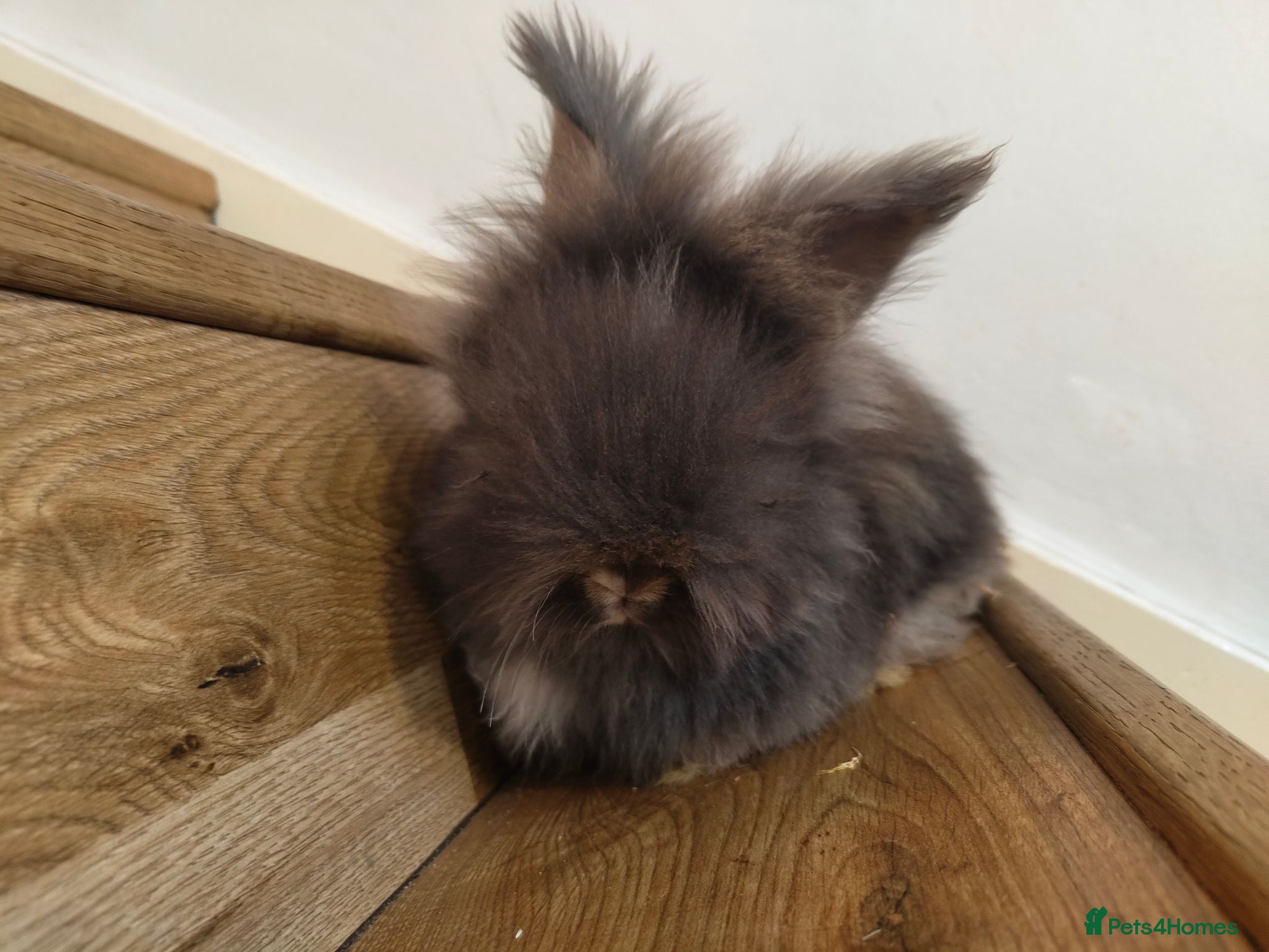 Angora rabbits 💜English Angora rabbits 💜 ! last girl! - Advert 1