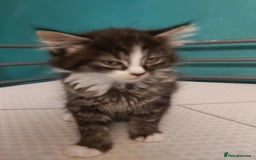 Mixed Breed cats for sale: 4 kittens ready for loving homes - Image 3