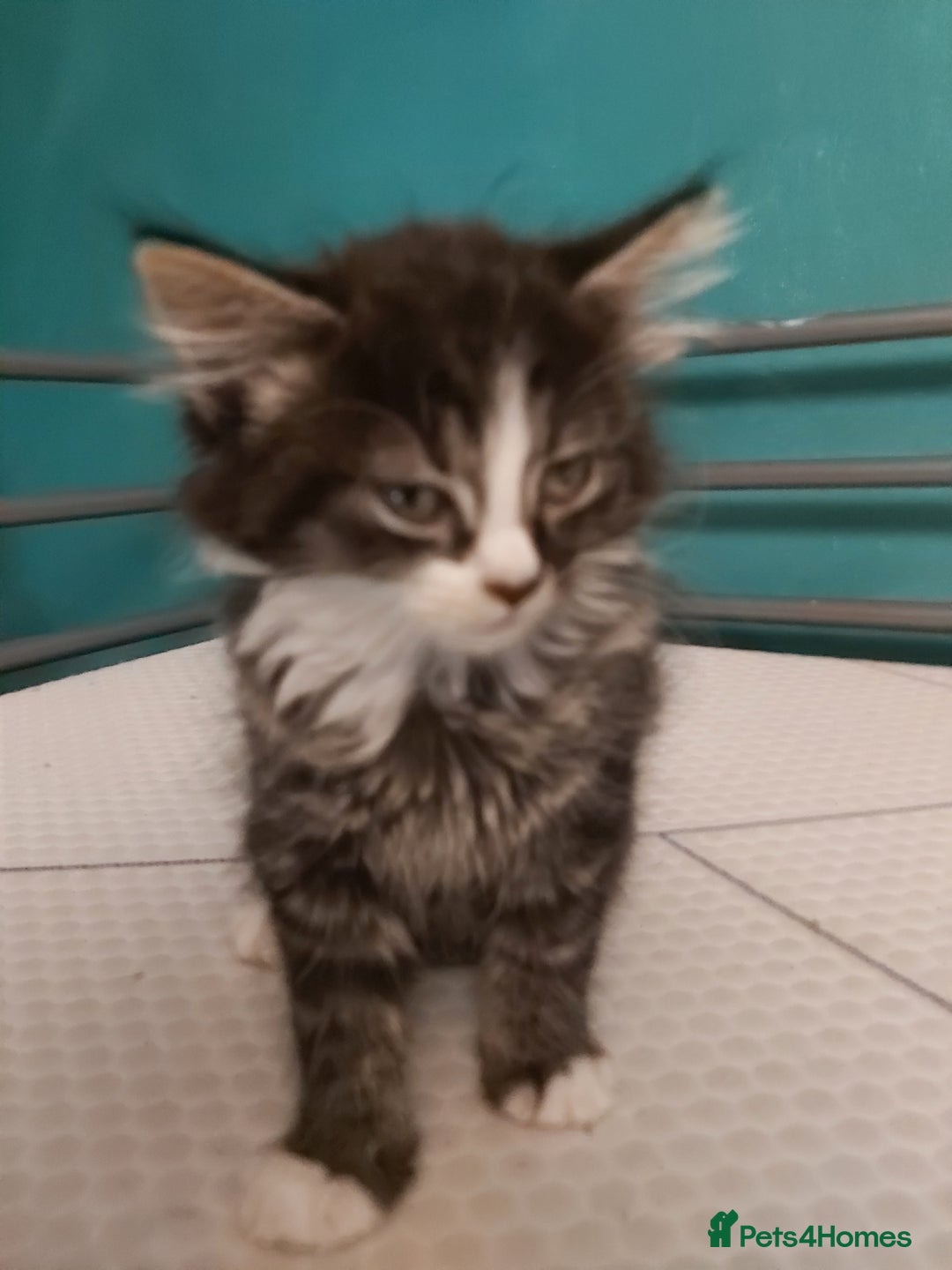 Mixed Breed cats for sale: 4 kittens ready for loving homes - Image 3