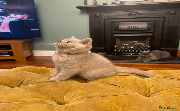 British Shorthair cats British Shorthair Kittens Ready Next Weekend - Advert 4