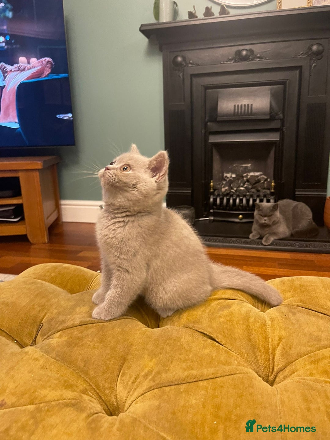 British Shorthair cats for sale: GCCF kittens  - Advert 6