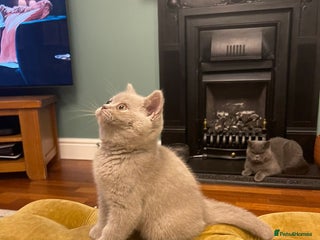 British Shorthair cats British Shorthair Kittens Ready Next Weekend - Advert 11