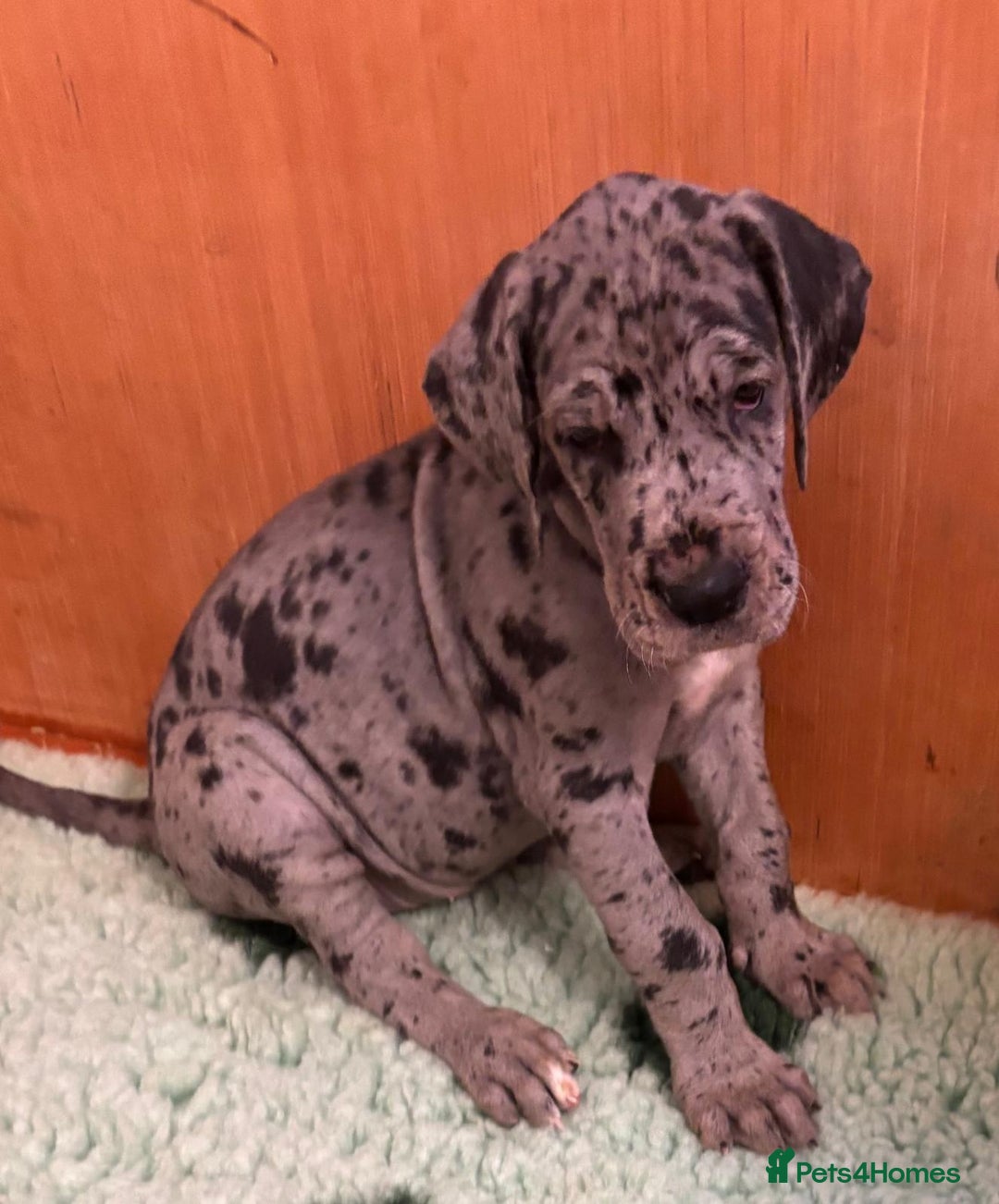 Great Dane dogs for sale: Purebred Great Dane Puppies – European Bloodline  - Advert 1