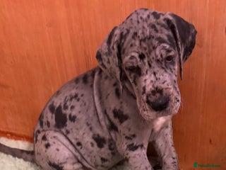Great Dane dogs Purebred Great Dane Puppies – European Bloodline - Advert 3