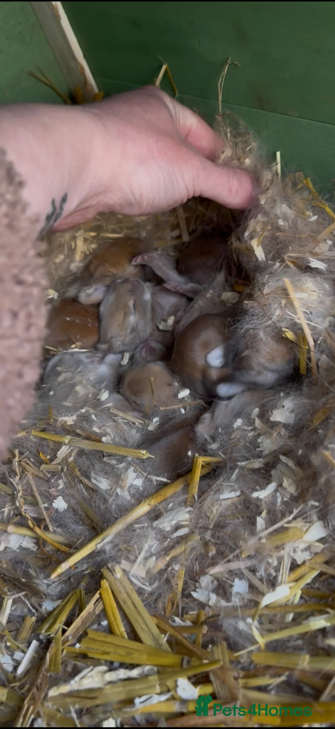 Continental Giant rabbits for sale: 9 x Continental Giants 🐰 Mixed Sexes - Advert 9