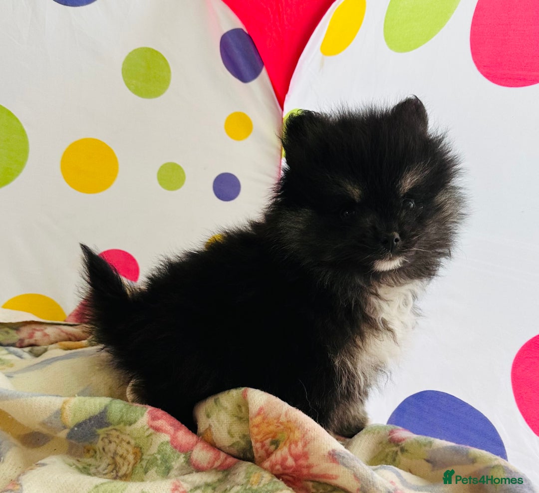 Pomeranian dogs for sale: Lovely Pomeranian puppies  - Advert 4