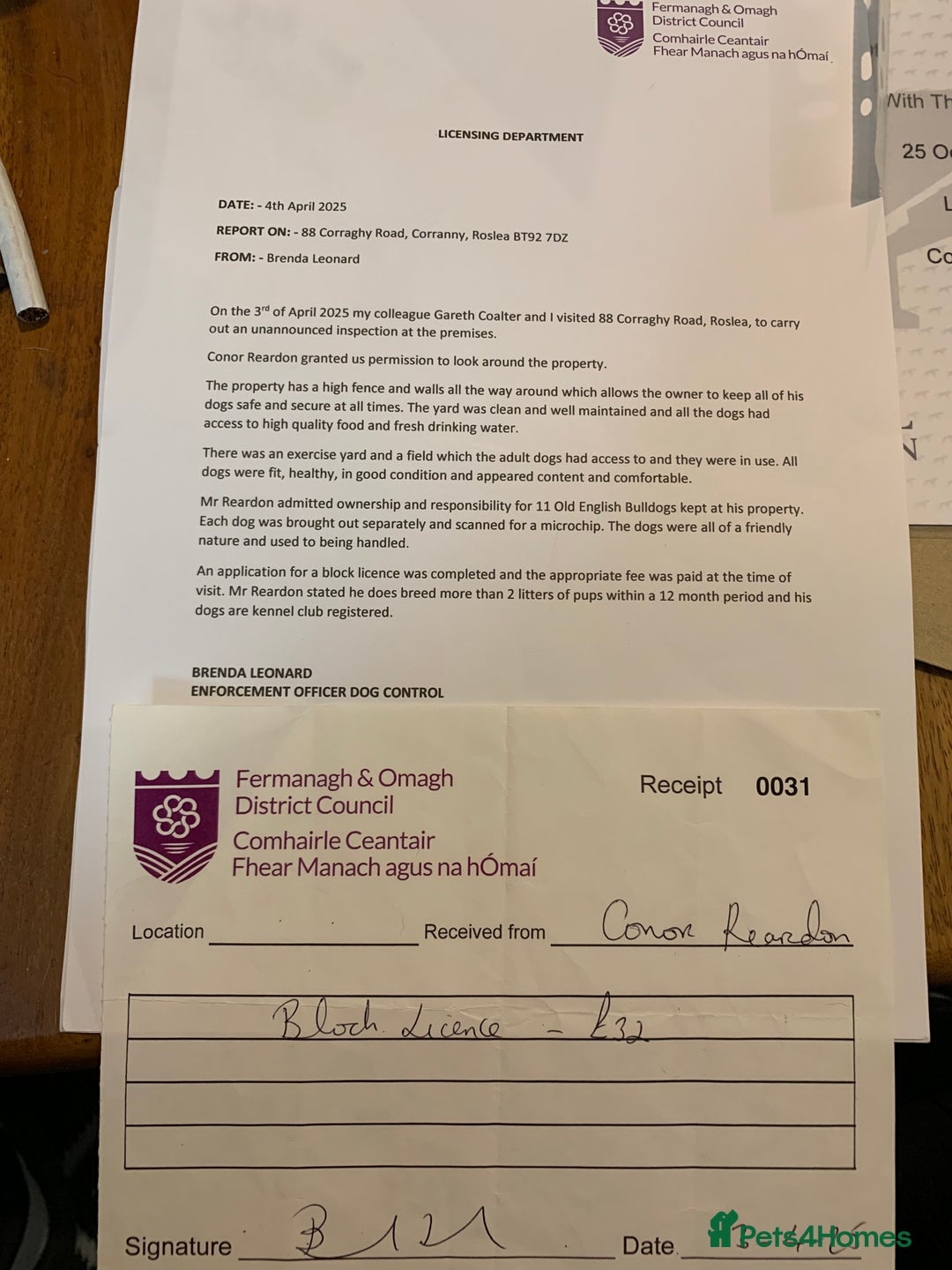 Olde English Bulldogge dogs for sale: Olde English bulldogges generational  - Image 8