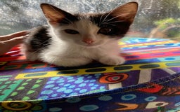 Domestic Shorthair cats for sale: 2 kittens for sale - Image 2