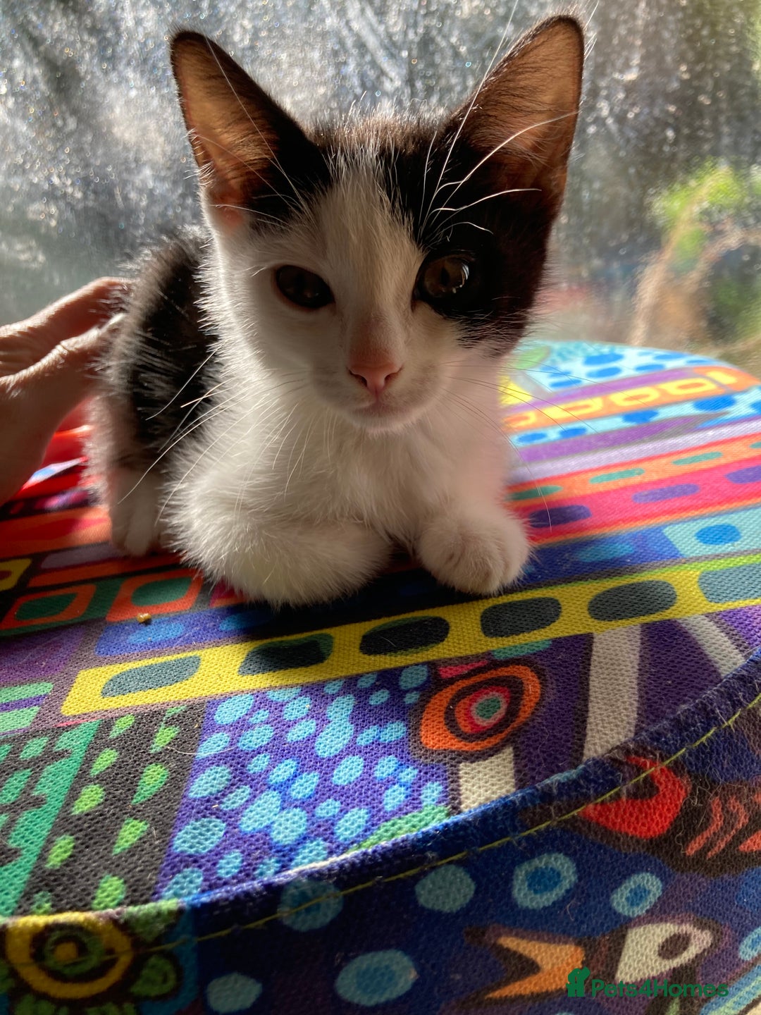 Domestic Shorthair cats for sale: 2 kittens for sale - Image 2