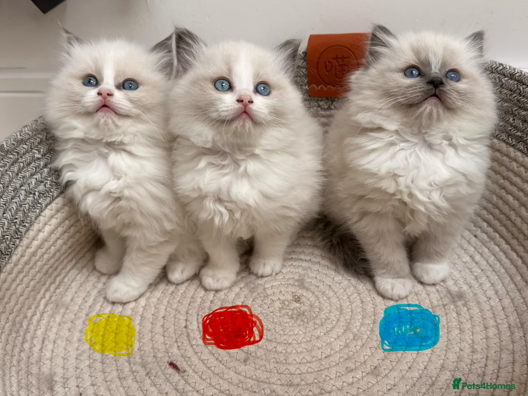 Ragdoll cats for sale: ❤️🏅Beautiful GCCF champ blood ragdoll kittens🏅❤️ - Advert 2
