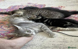Mixed Breed cats for sale: 5 super cute kittens  - Image 13