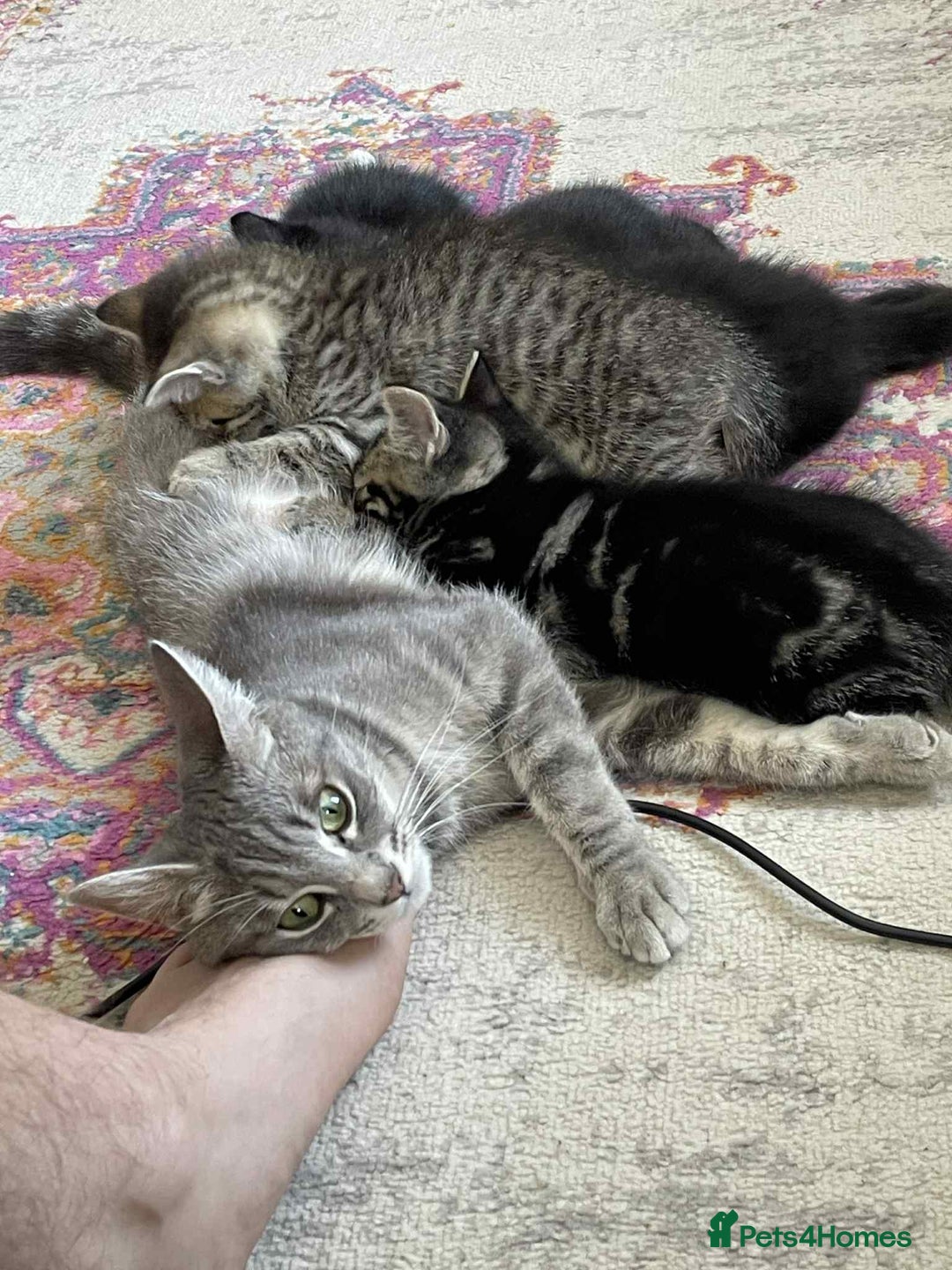 Mixed Breed cats for sale: 5 super cute kittens  - Image 13