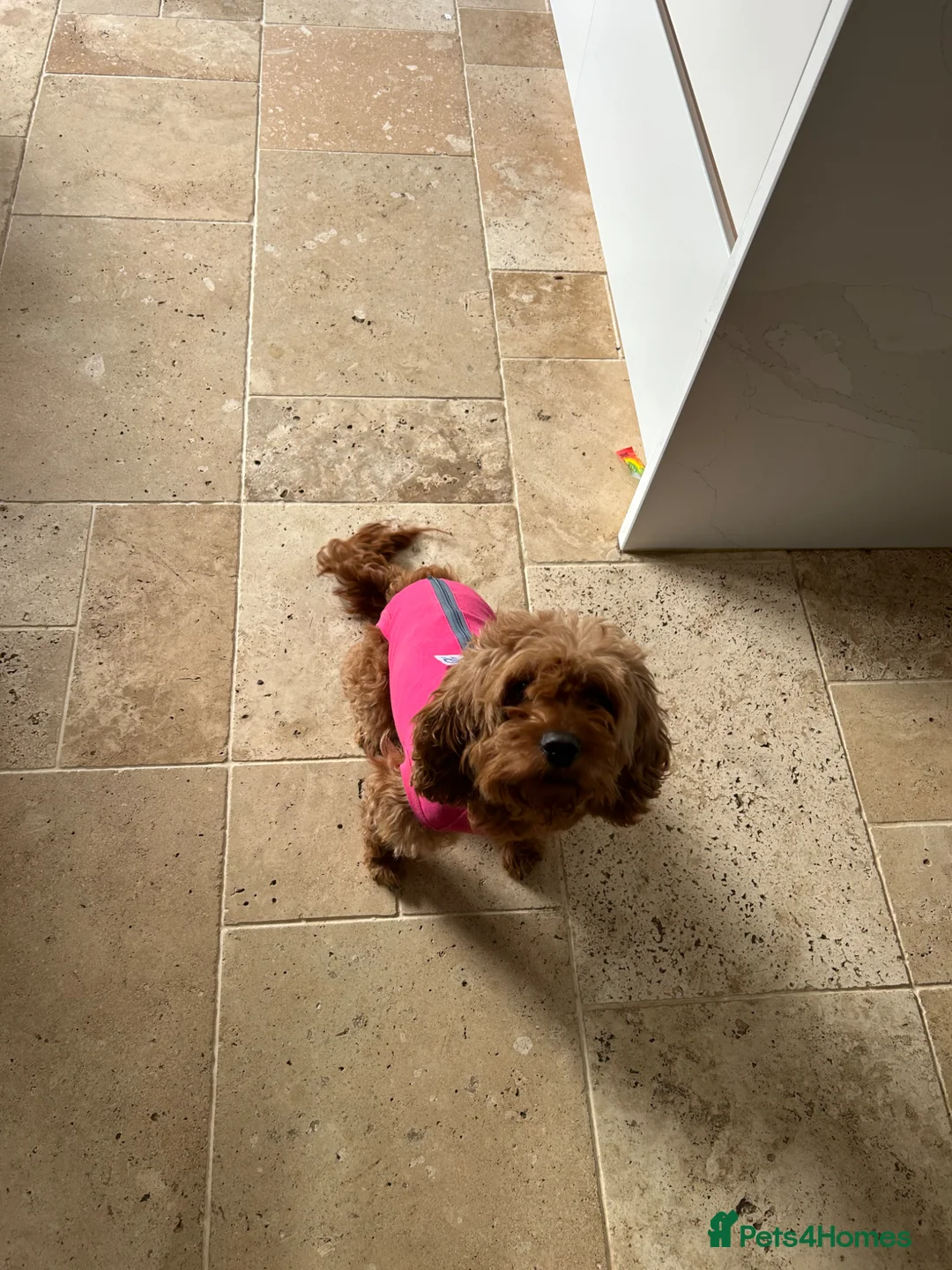 Cavapoo dogs for sale: Cavapoo female  - Advert 3
