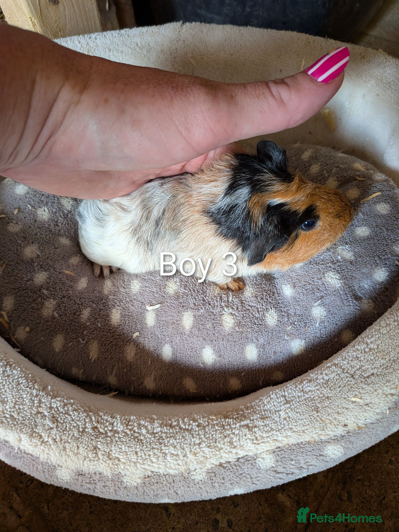 Guinea Pig rodents 1 baby girl guinea pig and 4 boys  - Advert 11
