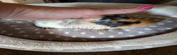 Guinea Pig rodents for sale: 1 baby girl guinea pig and 4 boys  - Advert 3