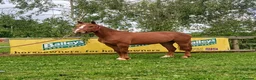 Irish Sports horses for sale: Super talented sport horse in Hereford - Advert 1