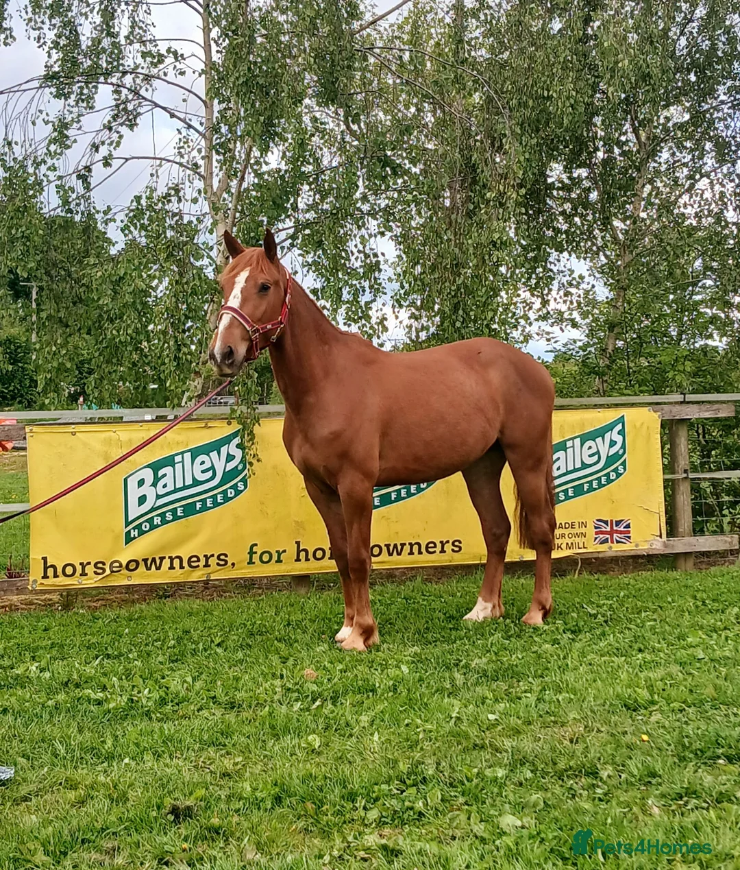 Irish Sports horses for sale: Super talented sport horse in Hereford - Advert 1