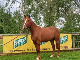 Irish Sports horses Super talented sport horse - Advert 1