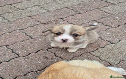 Welsh Corgi Pembroke dogs for sale: Kc reg Serbian lined babies - Image 12