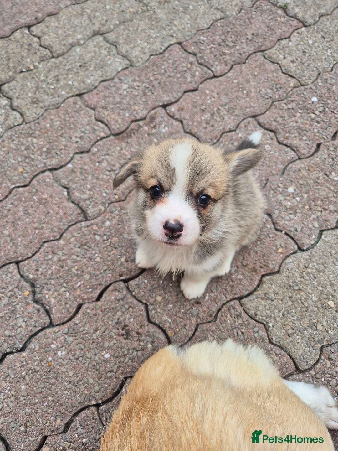 Welsh Corgi Pembroke dogs for sale: Kc reg Serbian lined babies - Image 12