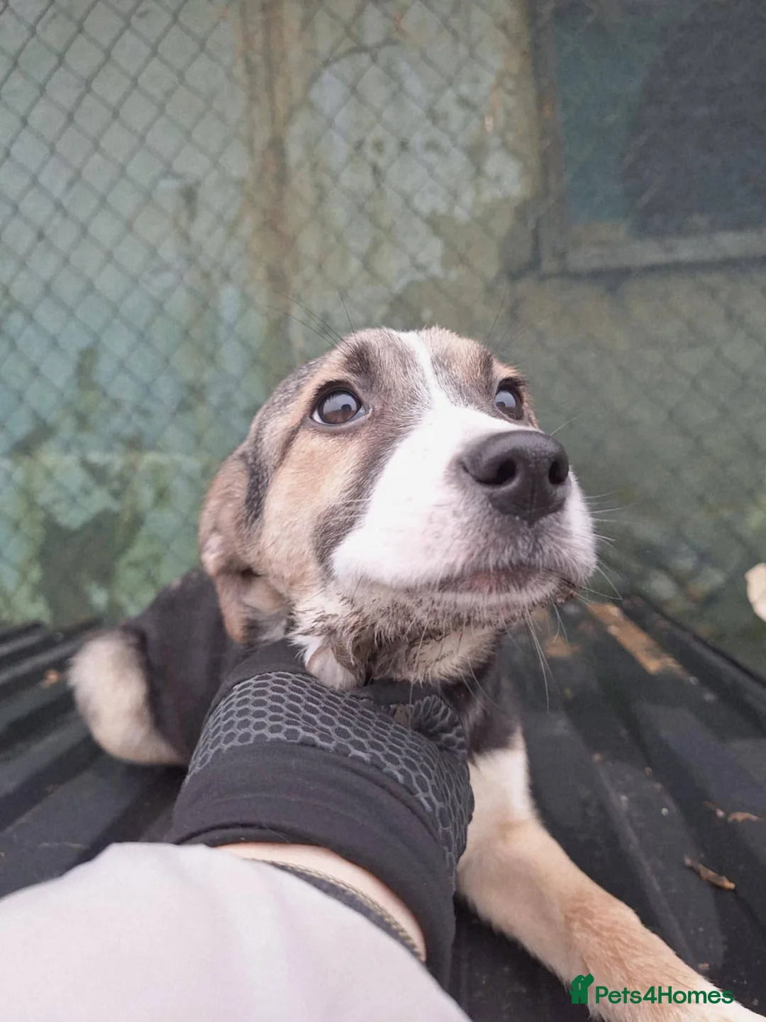 Mixed Breed dogs for adoption: Gouda for adoption - Advert 10