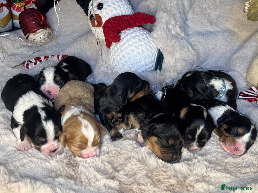 Cavalier King Charles Spaniel dogs for sale: Stunning pups DNA HEALTH TESTED PARENTS  - Advert 5