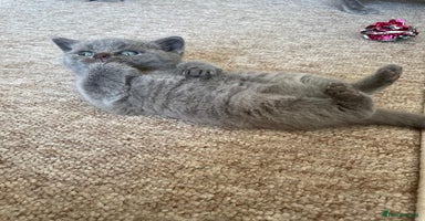 British Shorthair cats - Advert 9