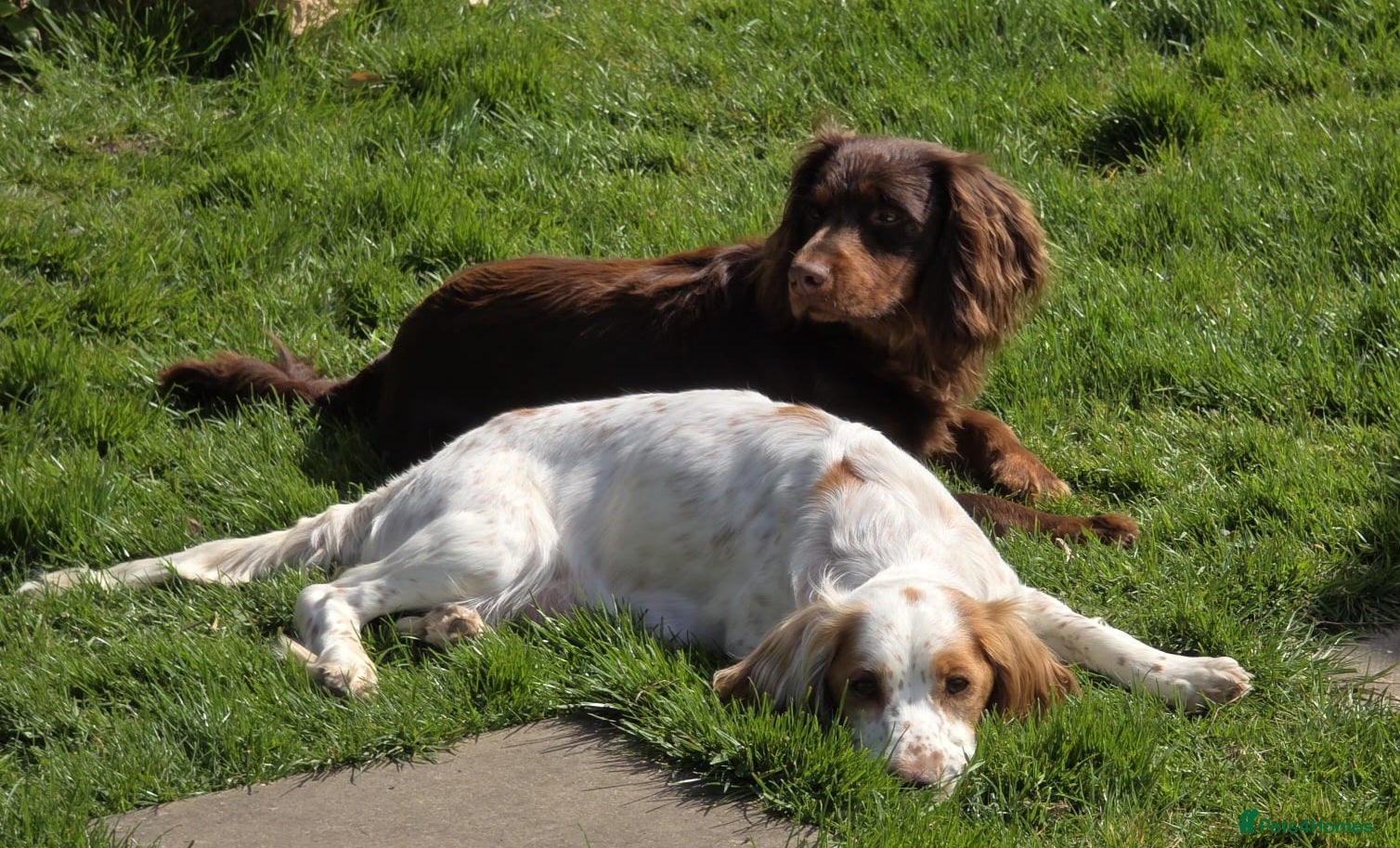 Cocker Spaniel dogs Cocker spaniel puppies  - Advert 14