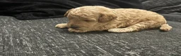 Miniature Poodle dogs for sale: 7 outstanding KC registered miniature's poodles  - Advert 13
