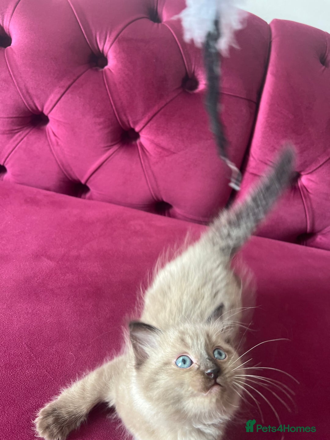 Ragdoll cats for sale: Cute ragdoll🌹🤎 - Image 6